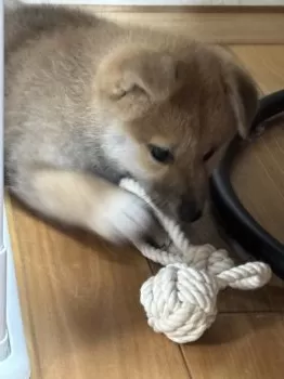 M.O 様のお迎えした子犬