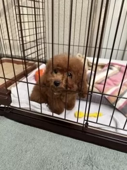 チャオ 様のお迎えした子犬