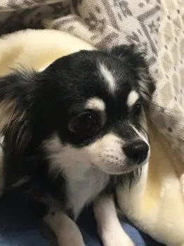 H 様のお迎えした子犬
