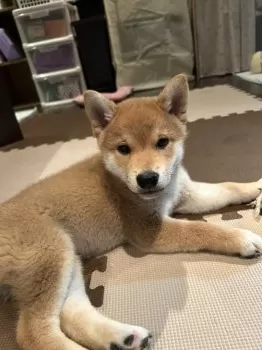 A.O 様のお迎えした子犬