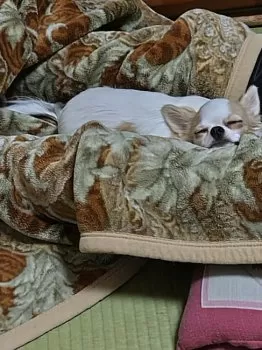 BKPOME 様のお迎えした子犬