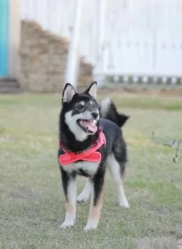 Y.S 様のお迎えした子犬