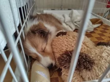 御家人 様のお迎えした子犬