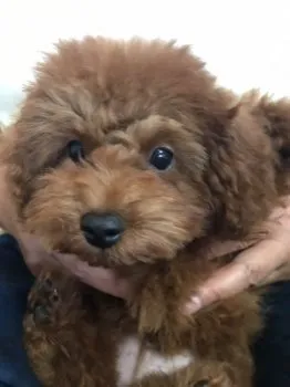 K.S 様のお迎えした子犬