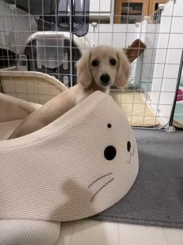 ゆみみん 様のお迎えした子犬