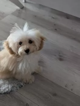 K.T 様のお迎えした子犬