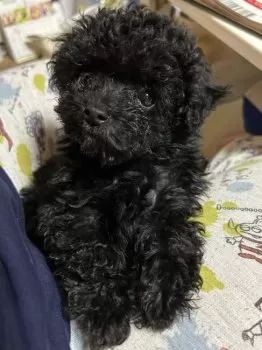 PEANUTS OLAF 様のお迎えした子犬