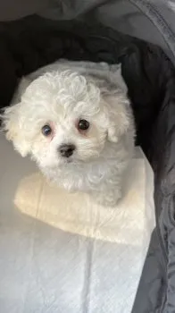 K.M 様のお迎えした子犬