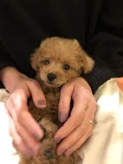 M.Y 様のお迎えした子犬