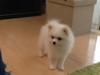 井上 様のお迎えした子犬