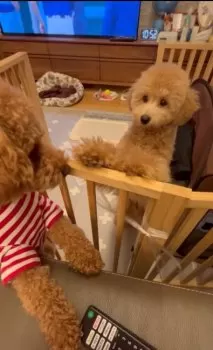 C.K 様のお迎えした子犬