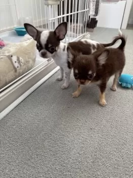 H.M 様のお迎えした子犬