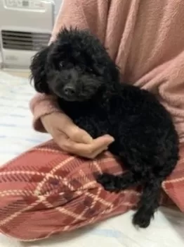 なつき 様のお迎えした子犬