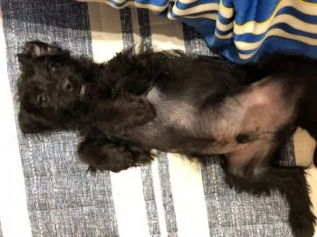 S.S 様のお迎えした子犬