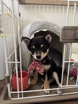 ももぴ 様のお迎えした子犬