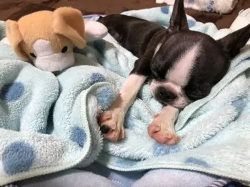 らりる 様のお迎えした子犬