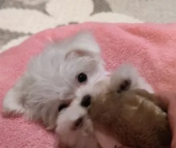 C.K 様のお迎えした子犬