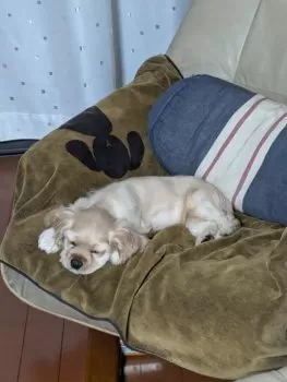 横浜マリン 様のお迎えした子犬