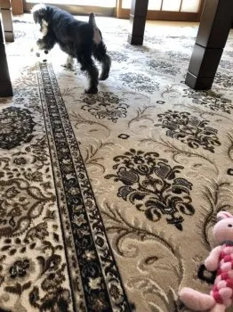 ももママ 様のお迎えした子犬