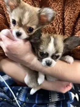 S.H 様のお迎えした子犬