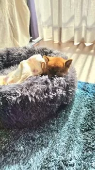 アビー 様のお迎えした子犬