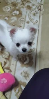 ナオ 様のお迎えした子犬