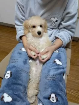 R.K 様のお迎えした子犬