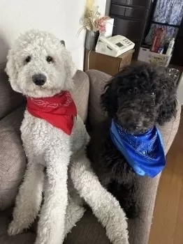 ドン 様のお迎えした子犬