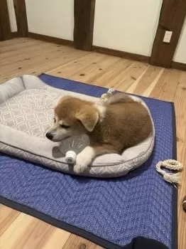 アワ（SWA） 様のお迎えした子犬
