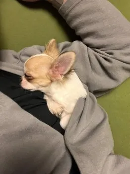 せん 様のお迎えした子犬