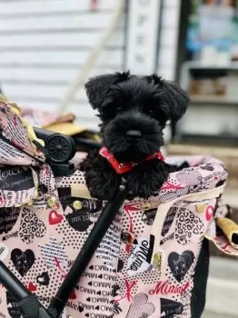 ヴェン 様のお迎えした子犬