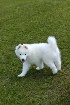 A.E 様のお迎えした子犬