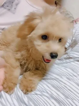 ジェイク 様のお迎えした子犬