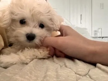 M.T 様のお迎えした子犬