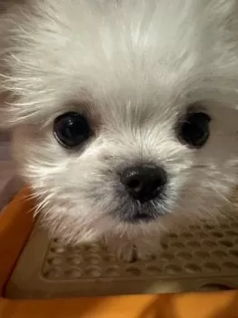T.T 様のお迎えした子犬