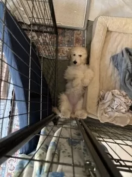 M.S 様のお迎えした子犬