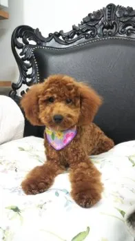 sasa 様のお迎えした子犬