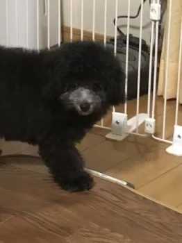 H.H 様のお迎えした子犬
