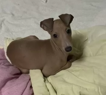 のあ 様のお迎えした子犬