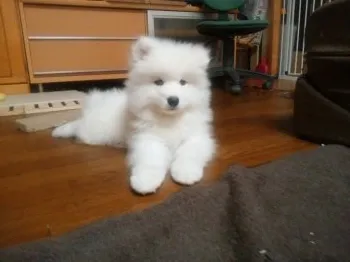 TAKA 様のお迎えした子犬