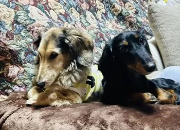 おくりぼう 様のお迎えした子犬