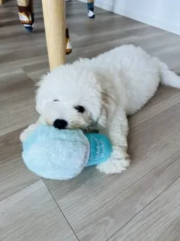 えりざ 様のお迎えした子犬