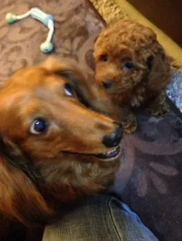 ささき 様のお迎えした子犬