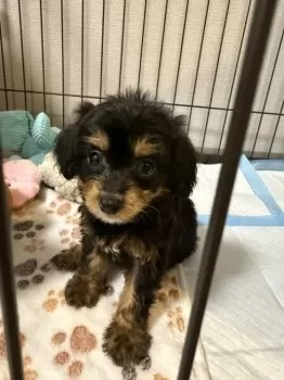 O.Y 様のお迎えした子犬