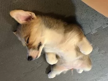 Y.Ｉ 様のお迎えした子犬