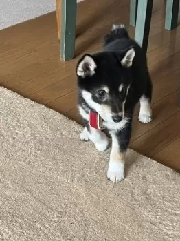 アルピナ 様のお迎えした子犬