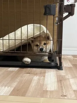 けみ 様のお迎えした子犬