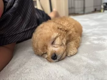 しょう 様のお迎えした子犬