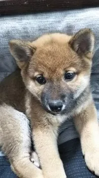 pkwny295@gmail.com 様のお迎えした子犬