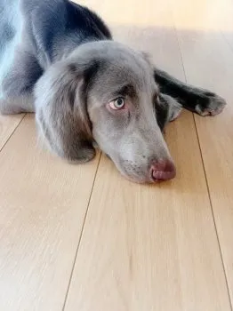 みー 様のお迎えした子犬